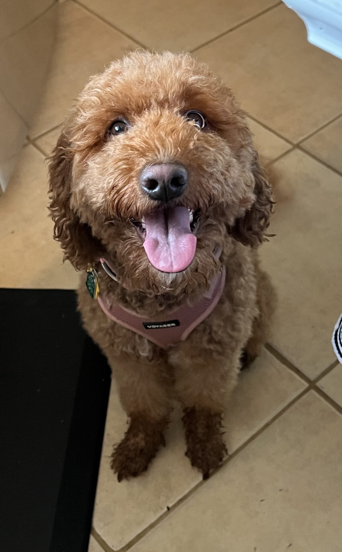 The Dam - Lily<br />
